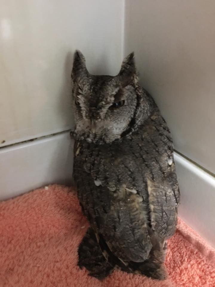 121918-blm-loc-3owl